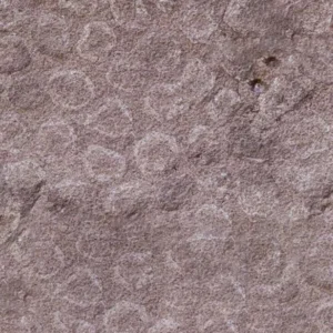 RED SHELL — natūralus akmuo